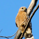 Red-Shouldered Hawk