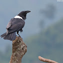 Pied Crow