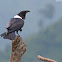 Pied Crow