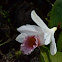 Flor de un día