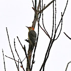 Red-bellied Woodpecker