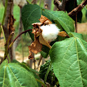 Wild Cotton