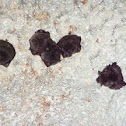 Seba's Short-tailed Bat