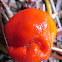 Red Truffle