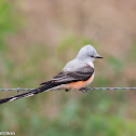 Scissor-tailed Flycatcher