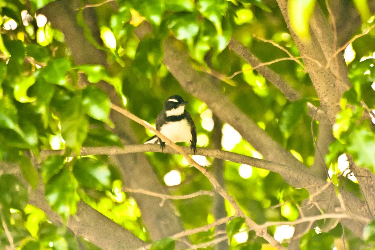 Pied Fantail