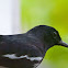 Oriental Magpie Robin