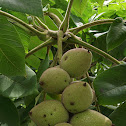 Japanese Walnut
