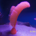 Sea Feather