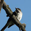 Eastern Kingbird