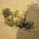Rockweed
