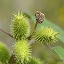 Cadillo, Cocklebur