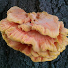 Sulphur Polypore