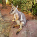 Yellow-Footed Rock Wallaby