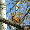 American red squirrel