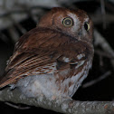 Screech Owl