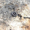 Prairie Ringneck Snake