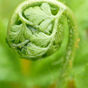 Fiddlehead