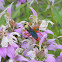 Common Name Unknown-Wasp