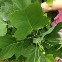 Tulip poplar