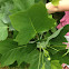 Tulip poplar