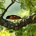 Baltimore Oriole