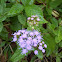 Mistflower