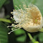 guava flower