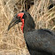 Southern Ground - Hornbill