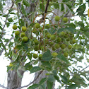 Chinaberry Tree