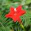 cyprus vine