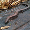 Garden Skink