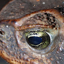 Giant Neotropical Toad