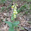 Foxglove