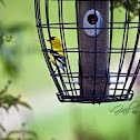 American Goldfinch