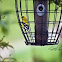 American Goldfinch