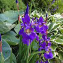 Iris