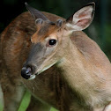 White-tailed deer, yearling buck