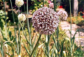 Češnjak u cvatu (Garlic blossom)