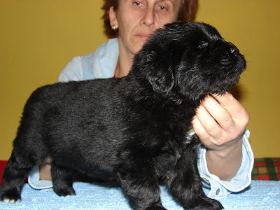 Качена снимка