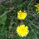 Dandelion