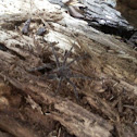 Wolf Spider