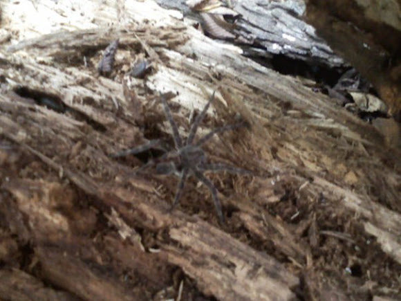 Spotting Image 1