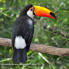 Toco toucan