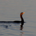 Double-crested Cormorant