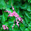Bride's tears, Coral vine, Chain of love, Hearts on a Chain vine, Mexican Creeper, San Miguelito Vine