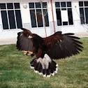 Harris Hawk