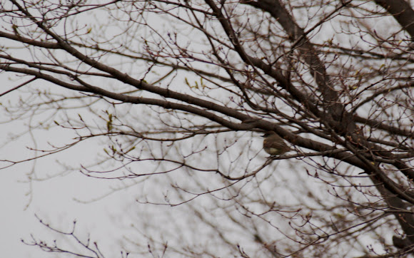Spotting Image 1