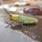 Variegated Grasshopper