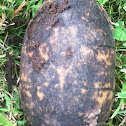 Common musk turtle shells